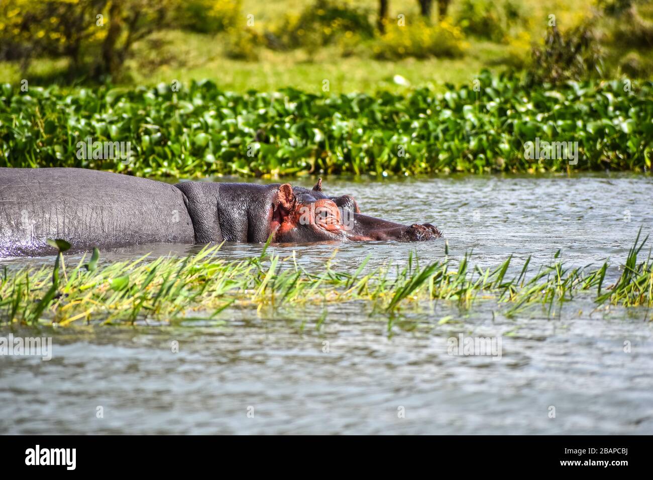 Un hipopótamo que va a nadar. Foto de stock