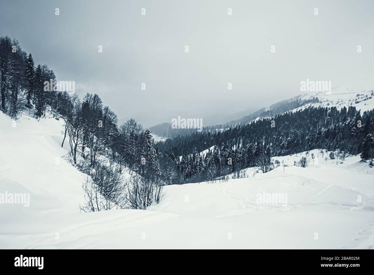 Piceas cubiertas de nieve en las montañas del Cáucaso, Sochi, Rusia. Foto de stock