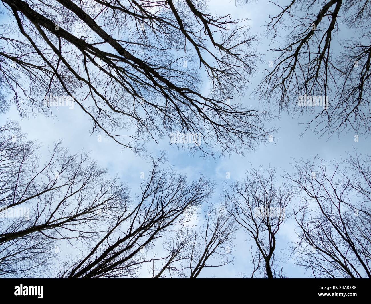 vista en ángulo bajo de las copas de los árboles contra el cielo azul Foto de stock