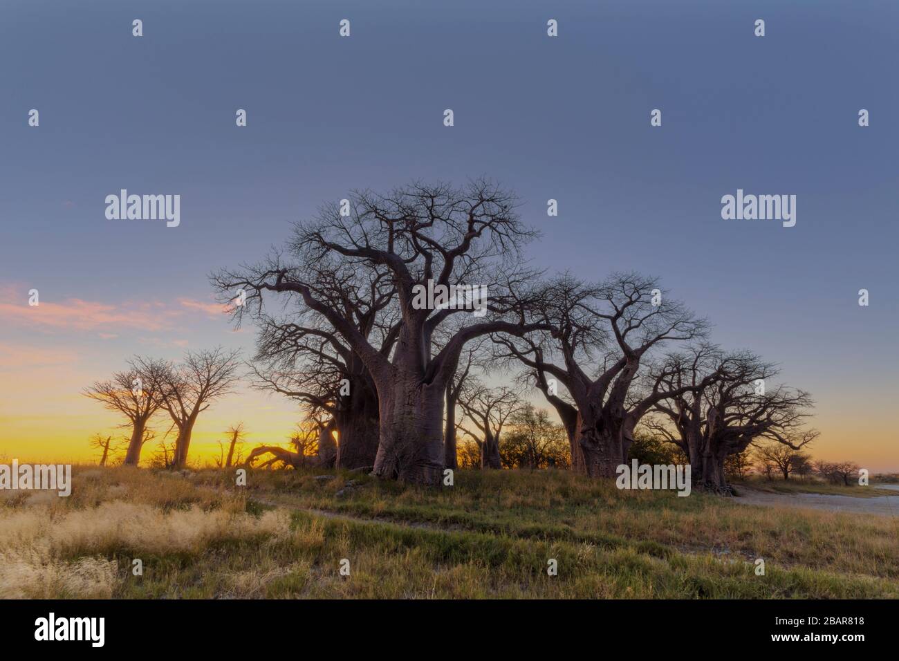 Baines del baobab al amanecer. Foto de stock