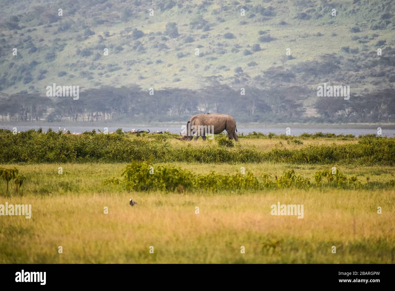 Un rinoceronte pastando alrededor del lago. Foto de stock