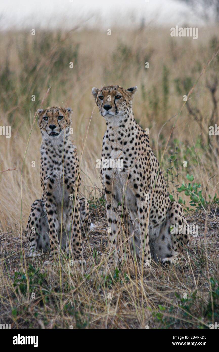Dos cheetahs de alerta (Acinonyx jubatus) en el mirador. Fotografiado en Kenia Foto de stock