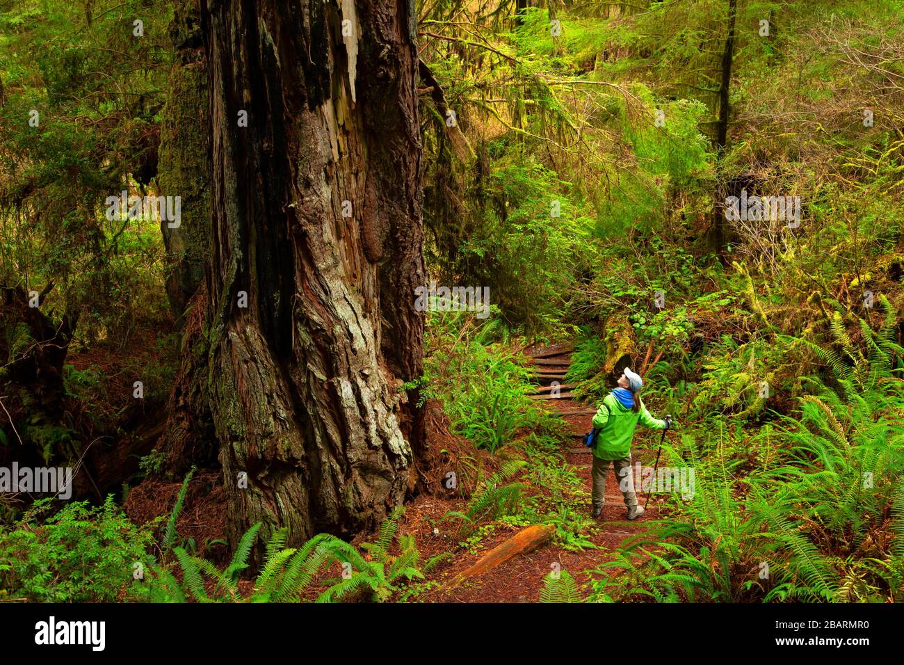 Hatton Loop Trail, Parque Estatal Jedediah Smith Redwoods, Parque Nacional Redwood, California Foto de stock