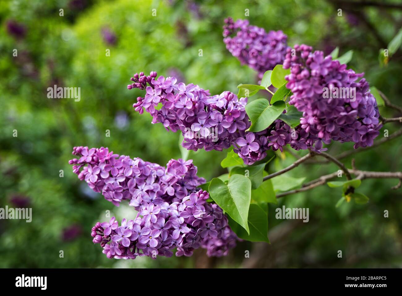 Siringa vulgaris flores comunes en flor de lila en primavera, familia:  Olivo, Oleaceae Fotografía de stock - Alamy