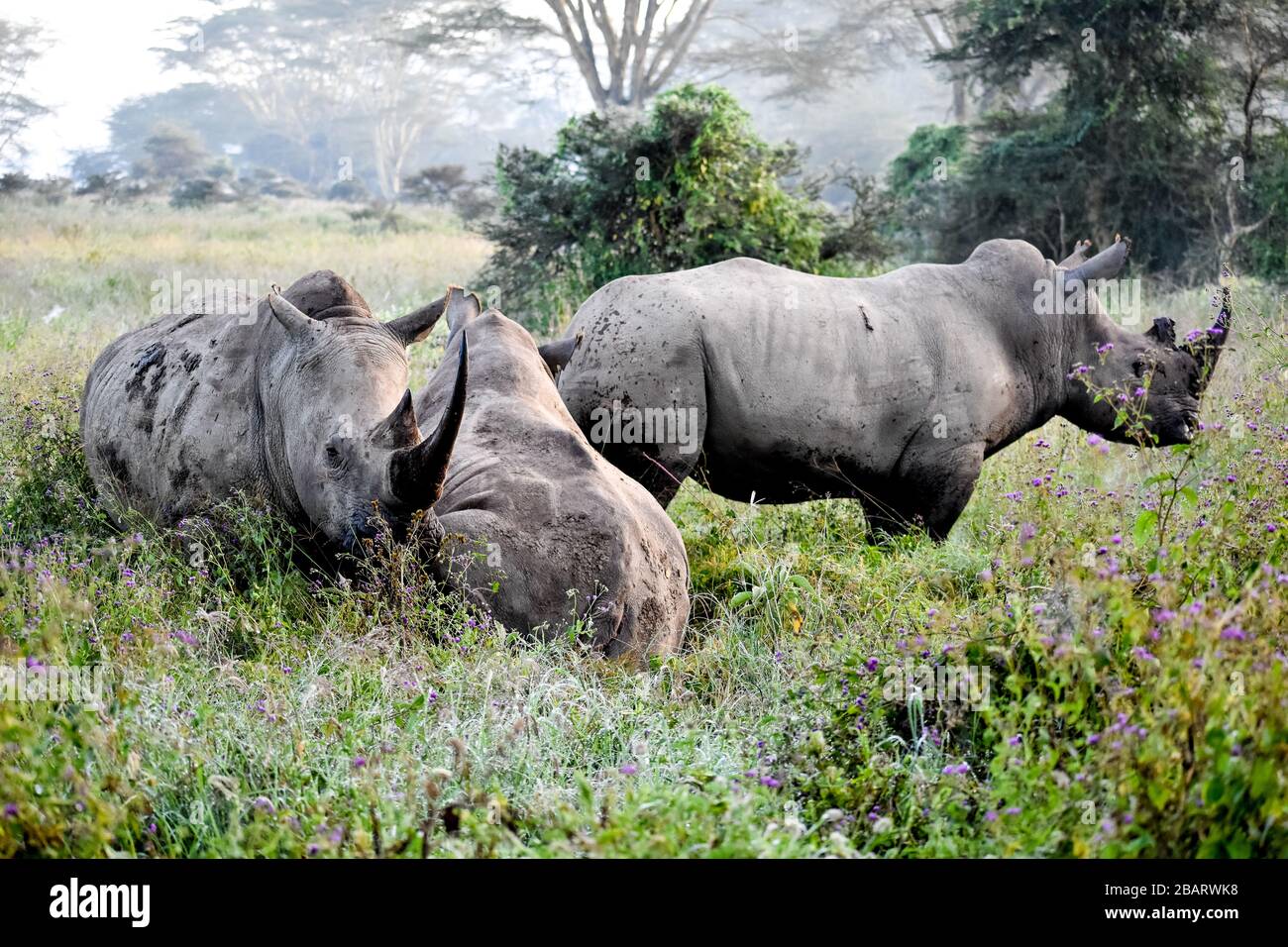 una familia rinoceronte Foto de stock
