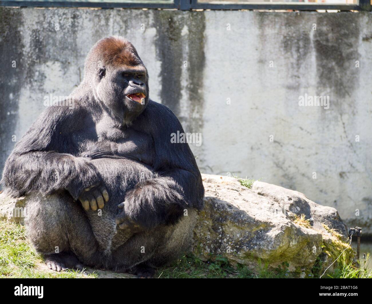 Riéndose Gorila Montaña: Un gran gorila de montaña masculino parece reír mostrando sus dientes mientras espera a que la comida sea sacudida a su manera. Foto de stock