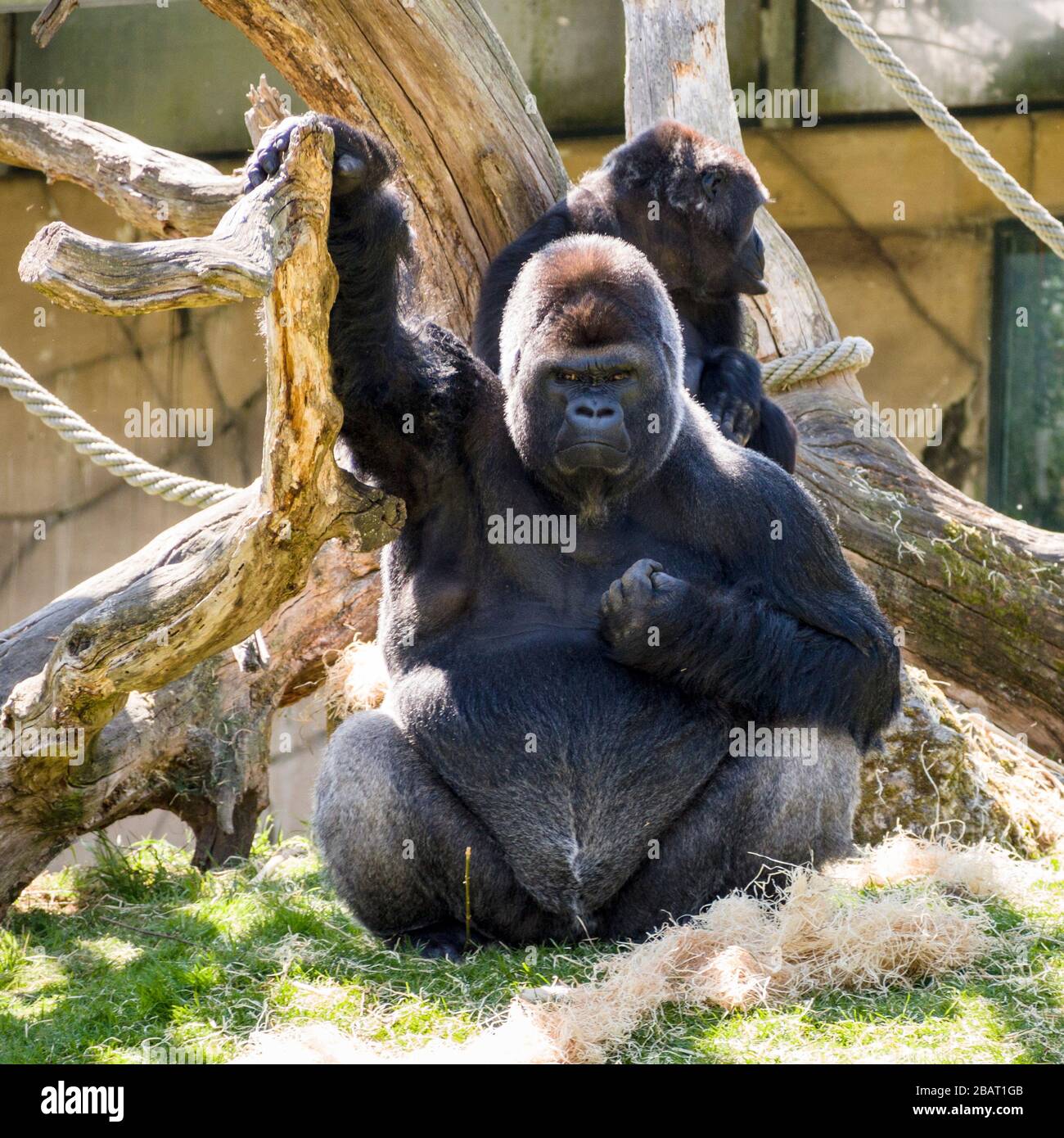 Postura desafiante: Un gran gorila maduro se clenches un puño contra su corazón y levanta el otro brazo hacia el cielo mientras baja por los espectadores. Foto de stock