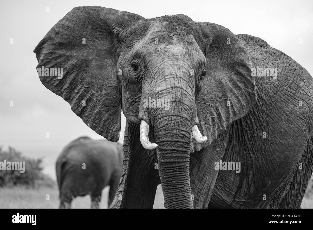 Un solo elefante de cerca en foco con otro en el fondo fuera de foco, Masai Mara, Kenya, en blanco y negro Foto de stock