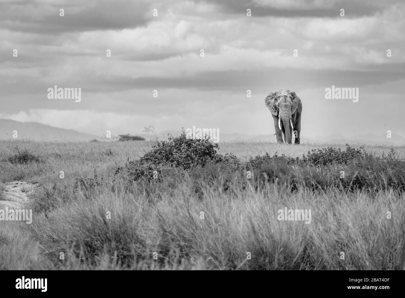 Un elefante solitario camina por la llanura con nubes en el Parque Nacional Amboseli, Kenia, en blanco y negro Foto de stock