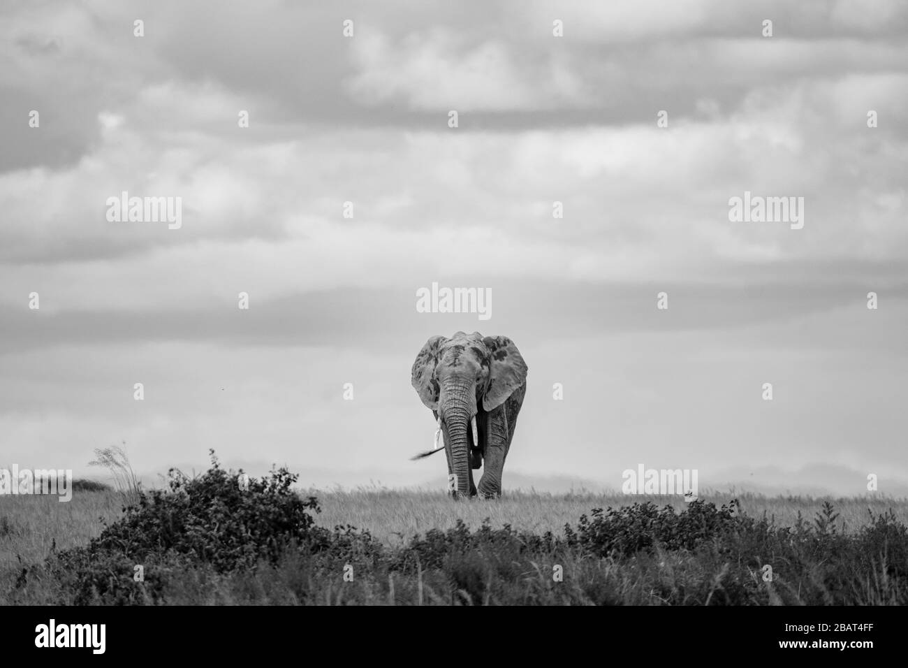 Un elefante solitario camina por la llanura en el Parque Nacional Amboseli, Kenia, en blanco y negro Foto de stock