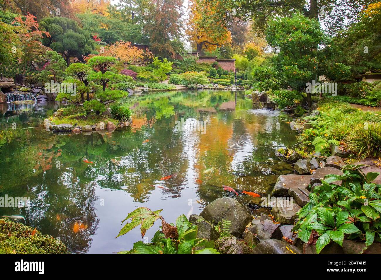Otoño fantástico el jardín japonés en Kaiserslautern. pintoresco con naranjas, carpas de colores KOI en el agua, cascada en el corber izquierdo Fotografía de stock - Alamy