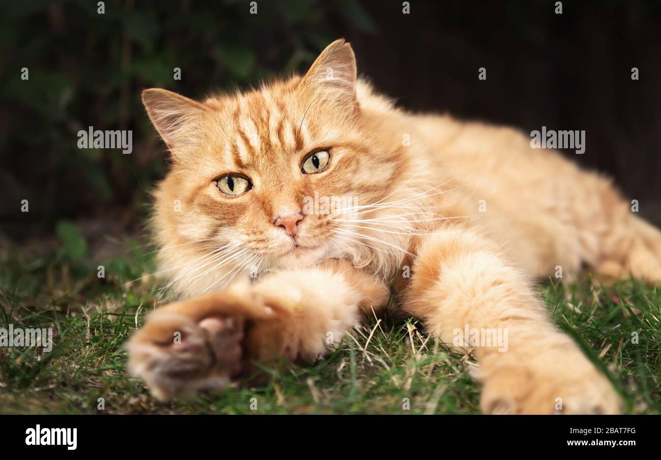 Primer plano de un gato de jengibre tumbado en la hierba en el jardín, Reino Unido. Foto de stock