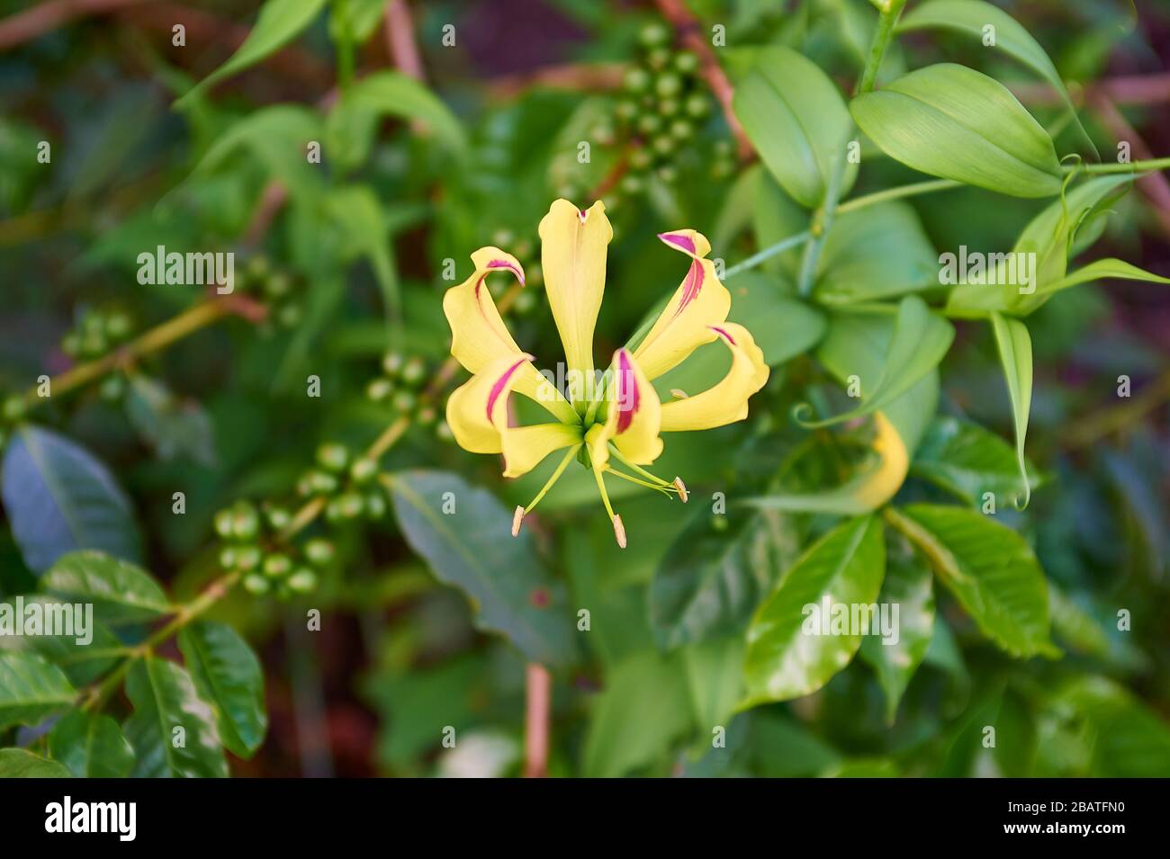 La flor Gloriosa superba en África a menudo crece en simbiosis con plantas delicadas cultivadas, como el café Foto de stock