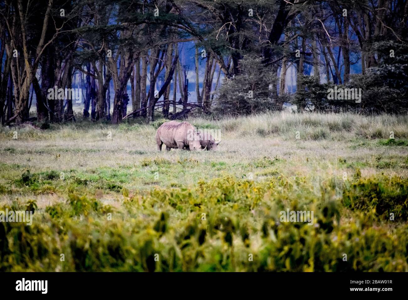 dos rinocerontes son mejores que uno Foto de stock