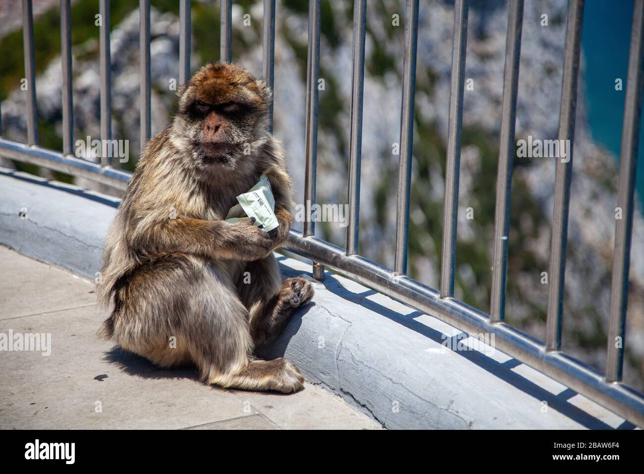 Un mono bárbaro (Macaca sylvanus) en la cima de la Roca, Gibraltar Foto de stock