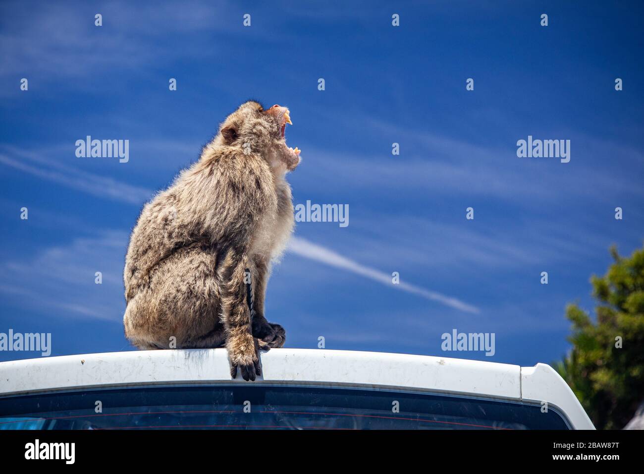 Un mono bárbaro (Macaca sylvanus) en la cima de la Roca, Gibraltar Foto de stock