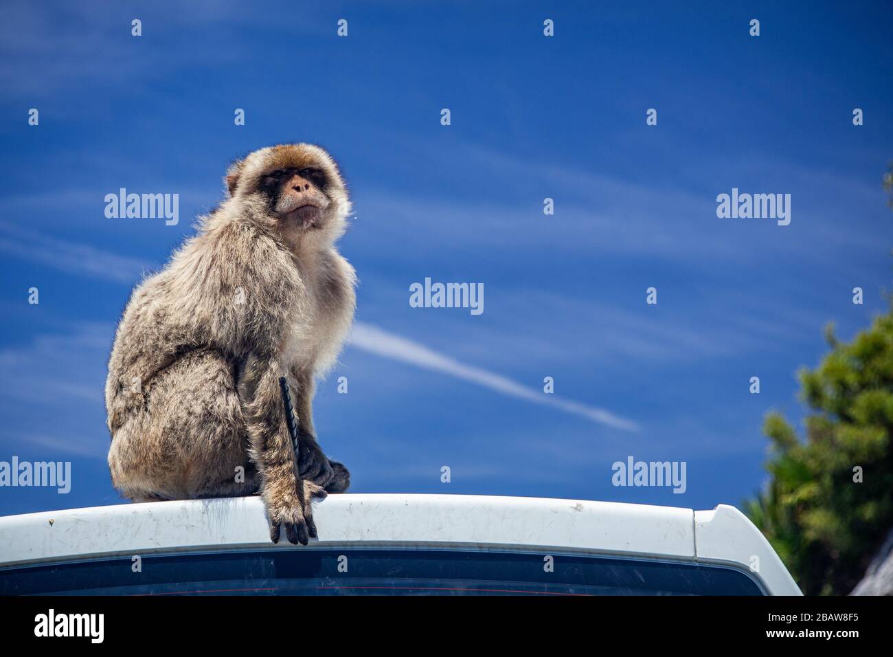 Un mono bárbaro (Macaca sylvanus) en la cima de la Roca, Gibraltar Foto de stock