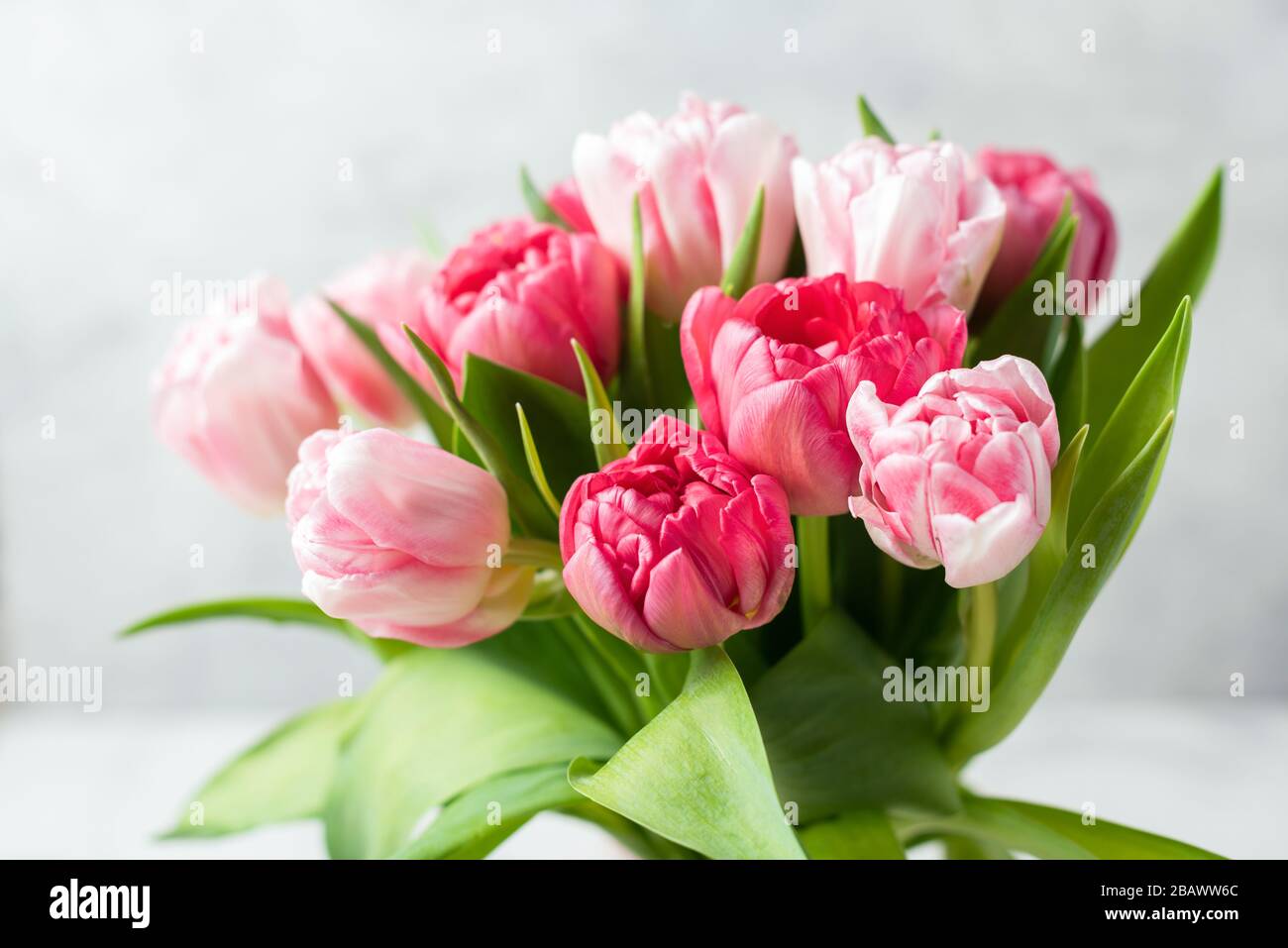 Ramo de hermosos tulipanes de peonías rosas sobre fondo gris. Vista de  primer plano Fotografía de stock - Alamy