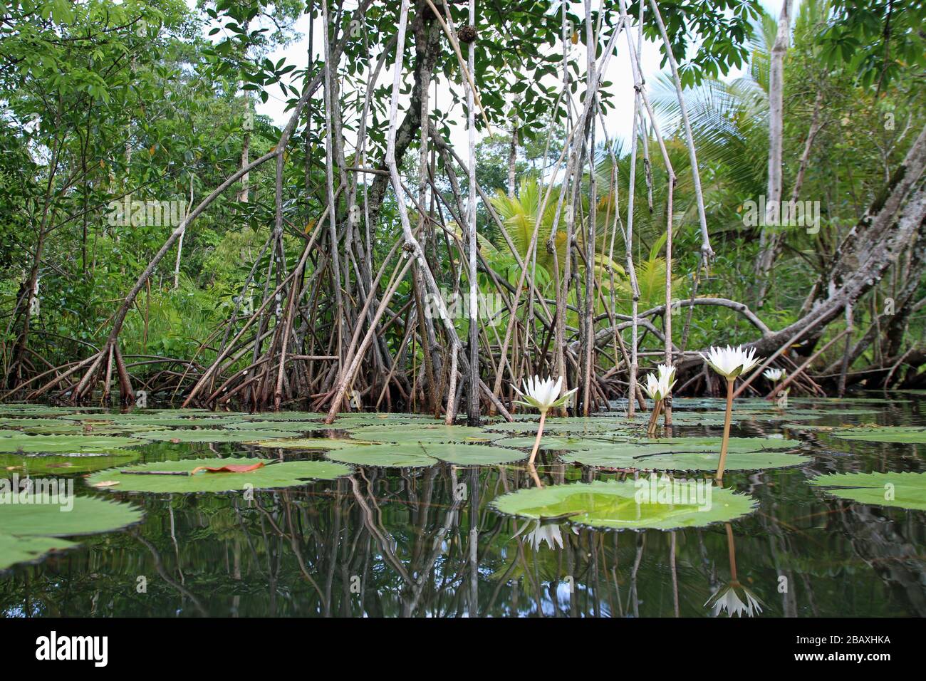 Parque nacional rio dulce fotografías e imágenes de alta resolución Alamy