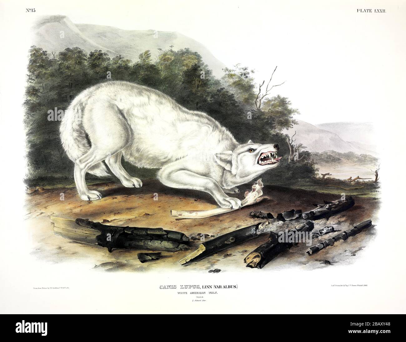 Placa 72 Lobo Blanco Americano (Canis lupus albus) (lobo Ártico) cuadrúpedos vívidentes de América del Norte, John James Audubon, imagen de alta resolución Foto de stock