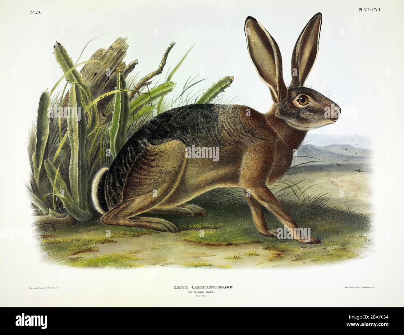 Placa 112 Liebre californiano (Conejo Jack de Cola Negra) los cuadrúpedos  vívidos de América del Norte John James Audubon, imagen de alta resolución  y calidad Fotografía de stock - Alamy