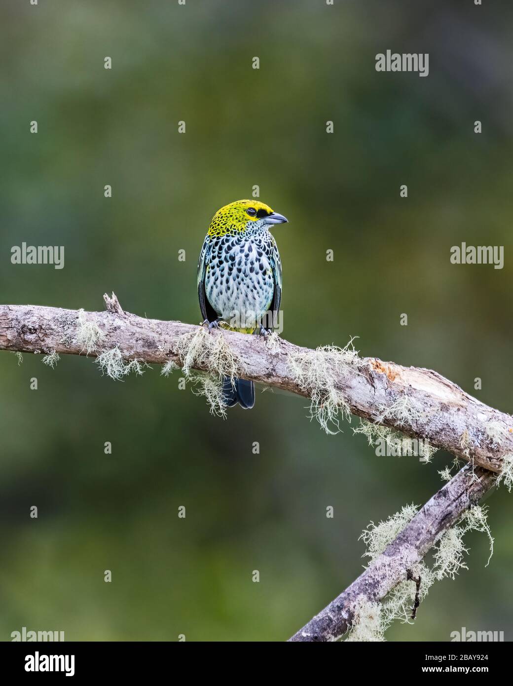 Un tanager moteado (Tangara guttata) encaramado en una rama en el bosque nublado de Costa Rica. Foto de stock