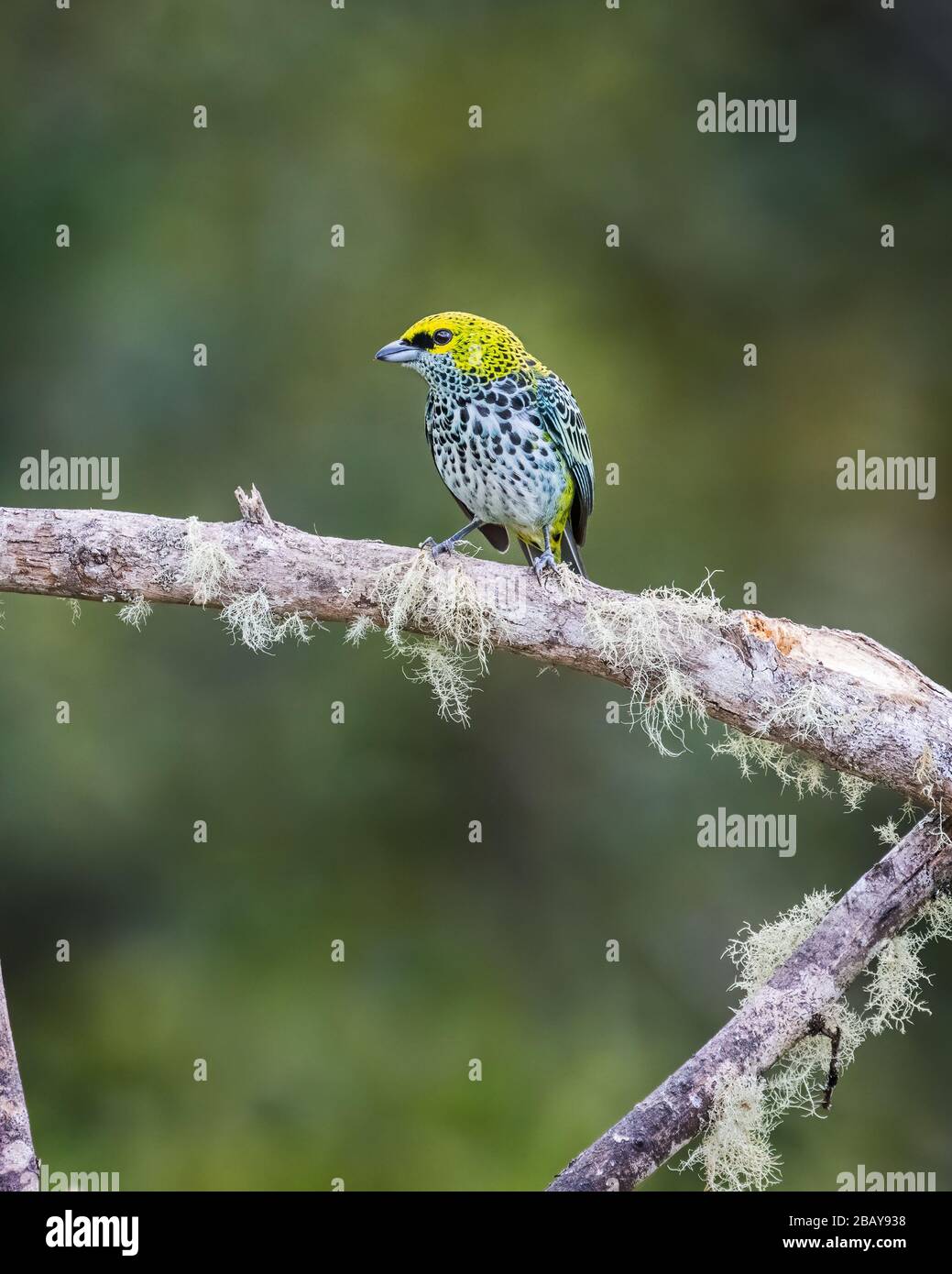 Un tanager moteado (Tangara guttata) encaramado en una rama en el bosque nublado de Costa Rica. Foto de stock