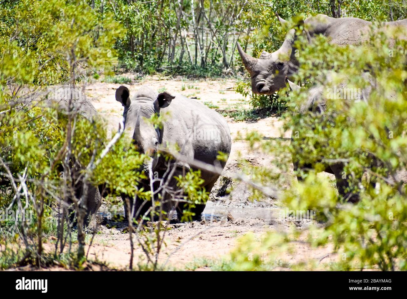 Rinoceronte Africano Foto de stock