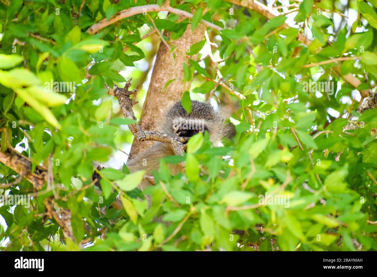 un mono vervet colgado en un árbol Foto de stock