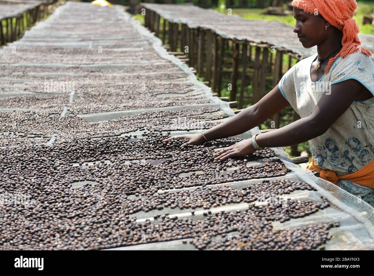 Los granos de café se clasifican y secan en camas secadoras de la finca de café Tega&Tula en el rigidón kaffa de Etiopía. Foto de stock