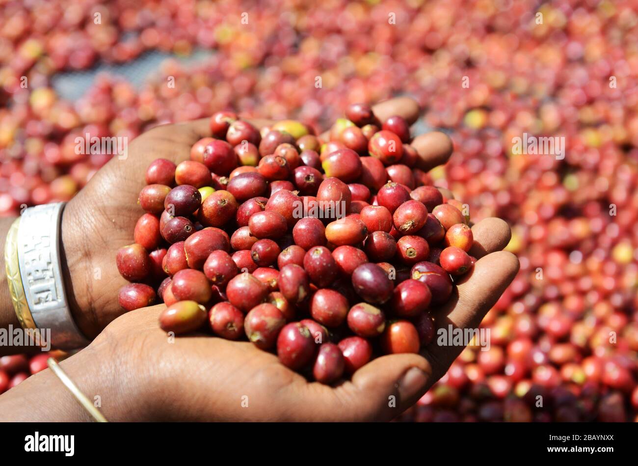 Los granos de café se clasifican y se secan al sol en camas secadoras de la finca de café Tega&Tula en el rigíón Kaffa de Etiopía. Foto de stock