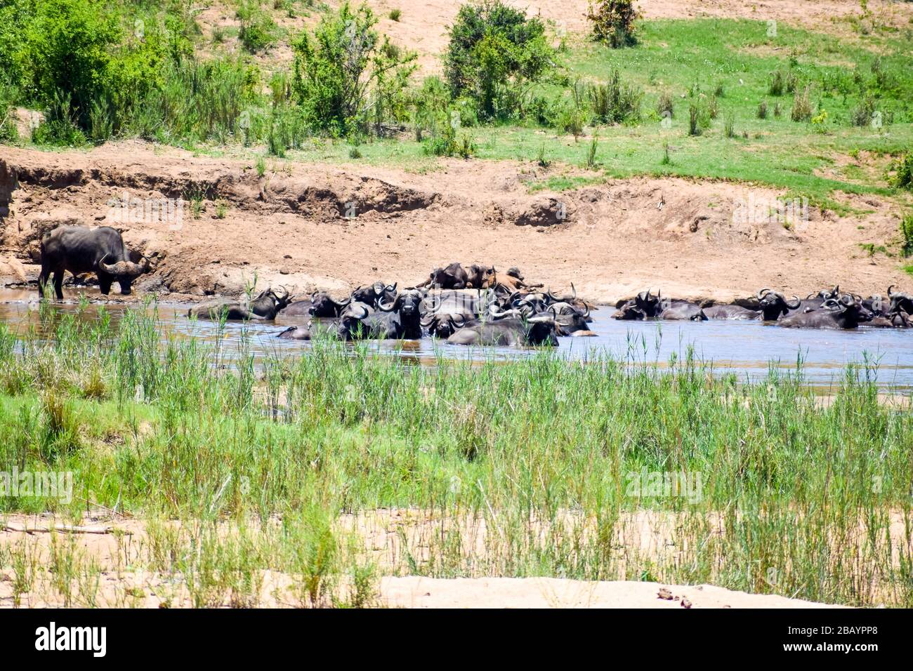 búfalos para nadar Foto de stock