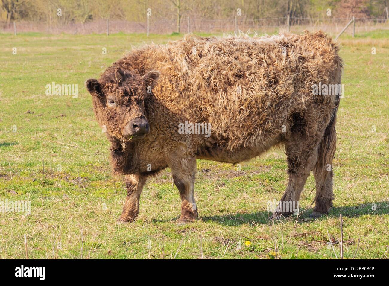 Becerro de una vaca de las tierras altas mirando hacia atrás mientras pastaba en un prado Foto de stock