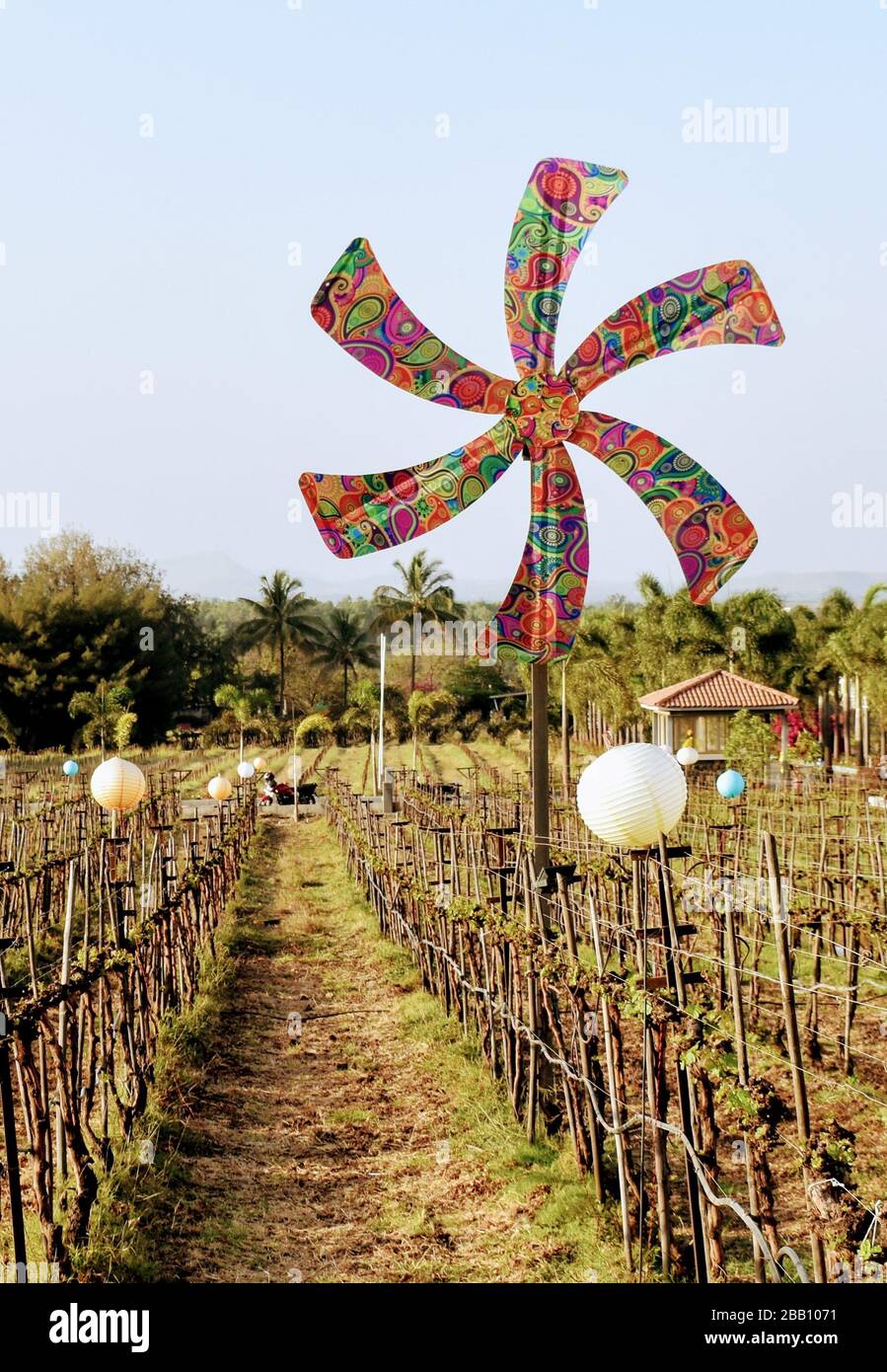 Granjas de uva de los viñedos de Sula Foto de stock