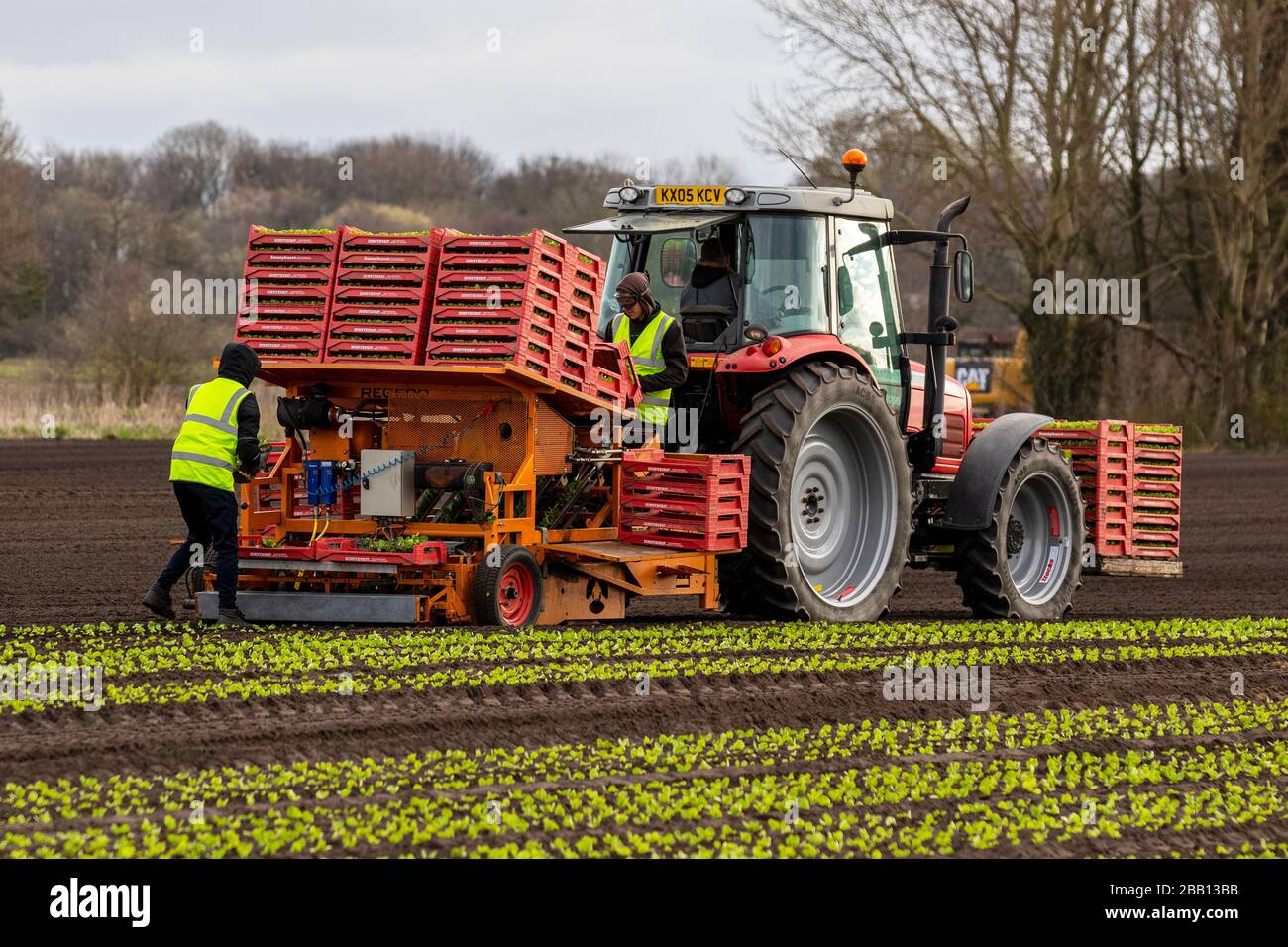 Holmeswood, Lancashire. El tiempo en Reino Unido. 30 de marzo de 2020.  Tractor plantando lechuga con trabajadores migrantes de la UE en Tarleton  Moss siguiendo un tractor rojo Massey Ferguson Farm y