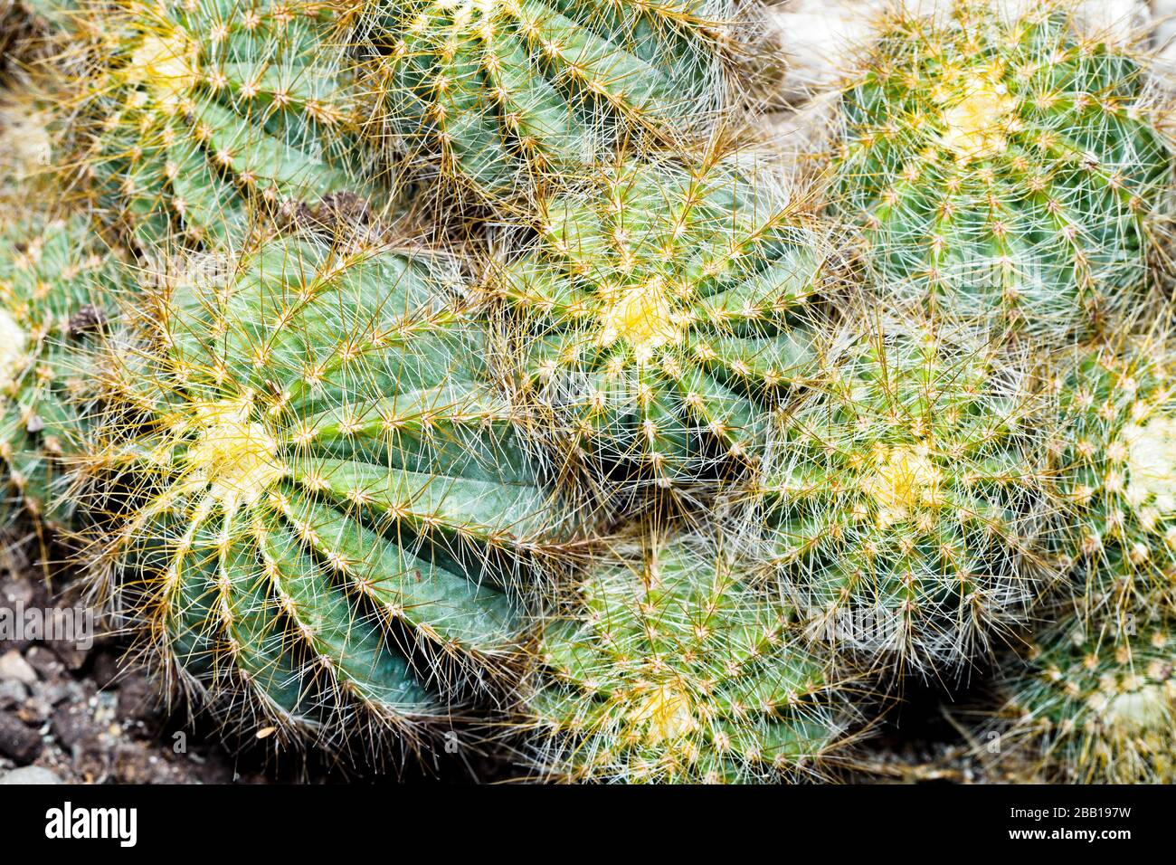Cactus de bola dorada (Echinocactus grusonii) Foto de stock