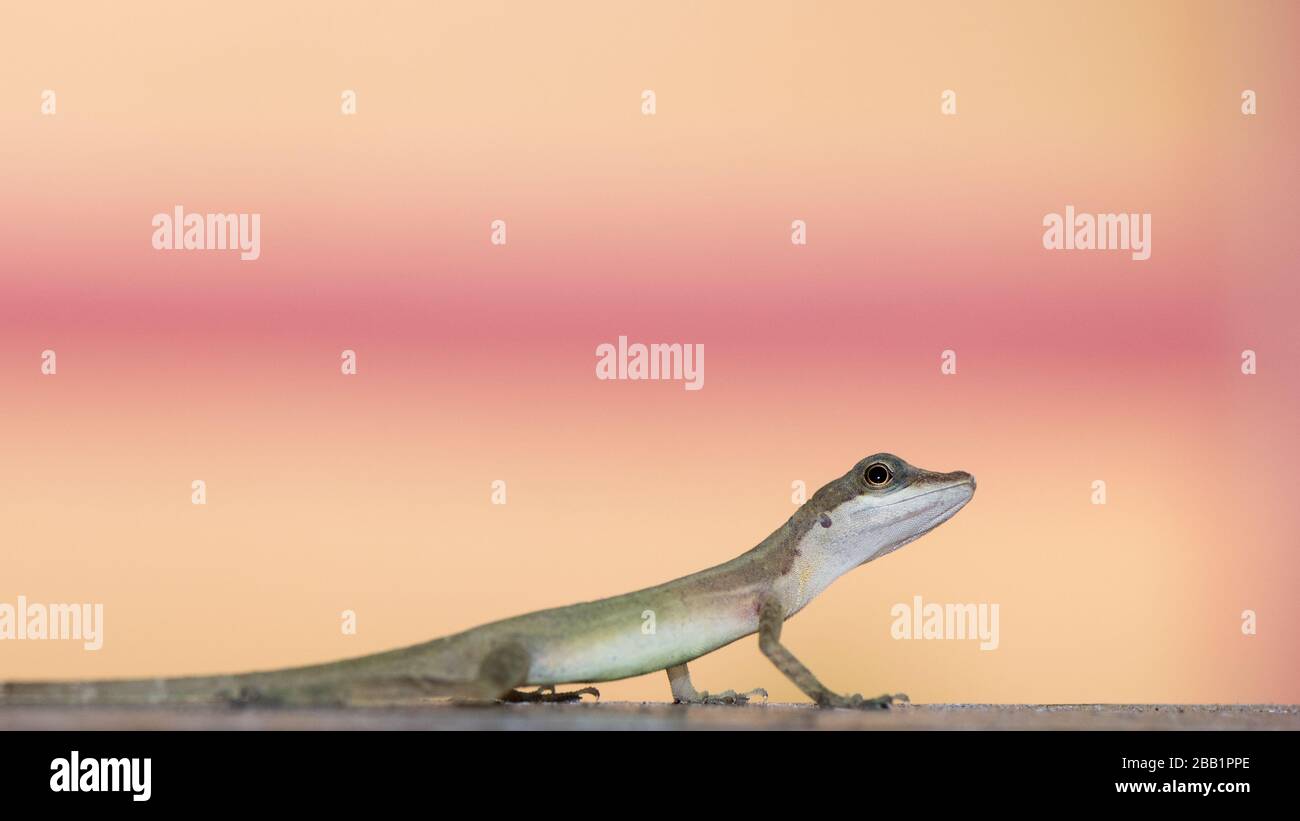Anolis, Anole Lizard mirando hacia arriba con un fondo colorido con espacio de copia. Reptiles de Costa Rica. Animal divertido. Foto de stock