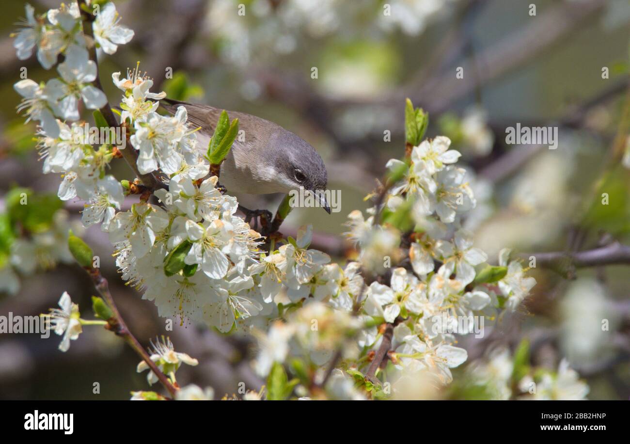 Warbler de jardín (sylvia borin). Estocolmo, Suecia. Foto de stock