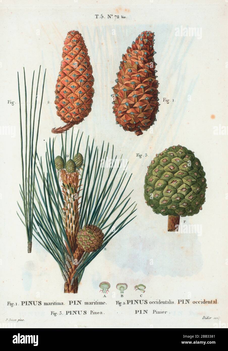 Fig. 1 Pinus maritima (PIN marítimo). Fig. 2. Pinus occidentalis (PIN