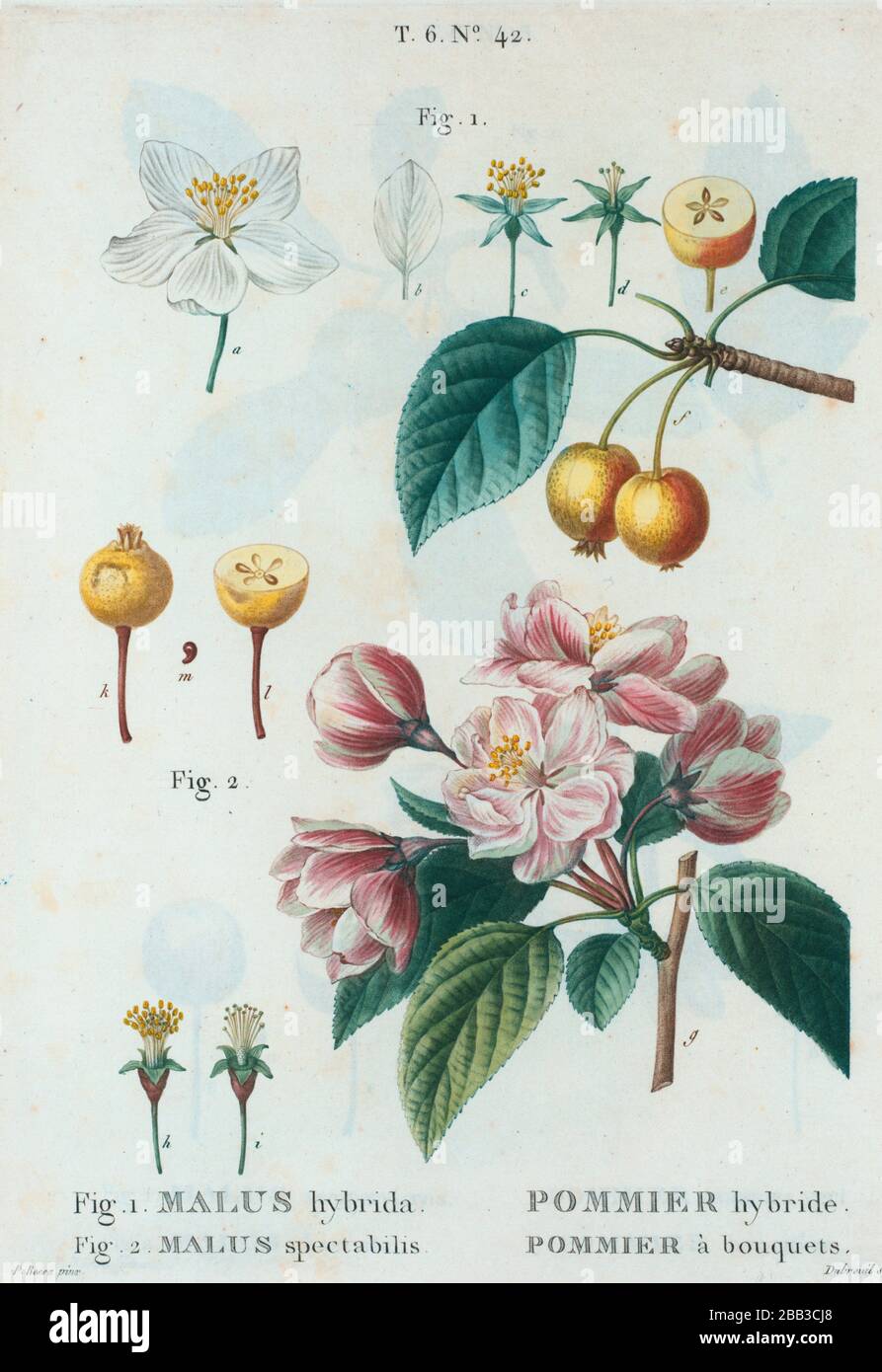 Fig 1 Albridada De Malus Albridada De Pommier Fig 2 Malus Spectabilis Pommier Bouquets Manzana De Cangrejo En Flor Manzana En Flor China Duhamel Fotografia De Stock Alamy