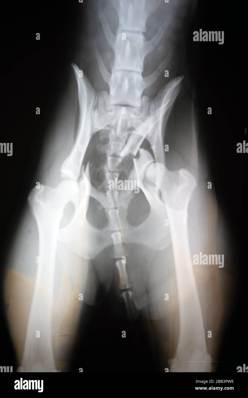 Imagen radiográfica de la cadera rota en un perro Fotografía de stock -  Alamy