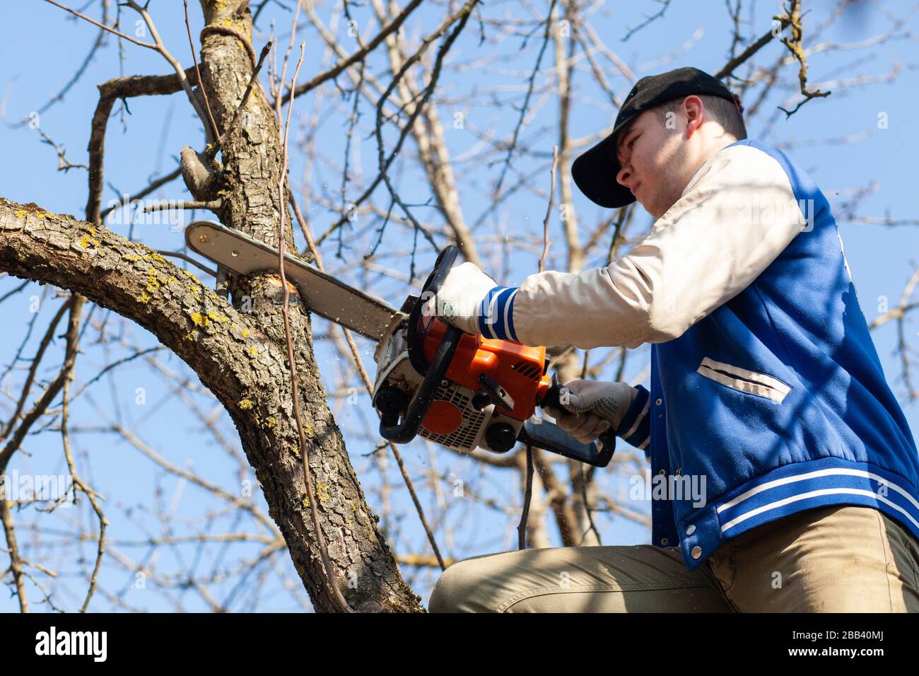 Jardinero corta árbol de fruta con motosierra. El aserrín vuela corta un árbol Fotografía de stock - Alamy