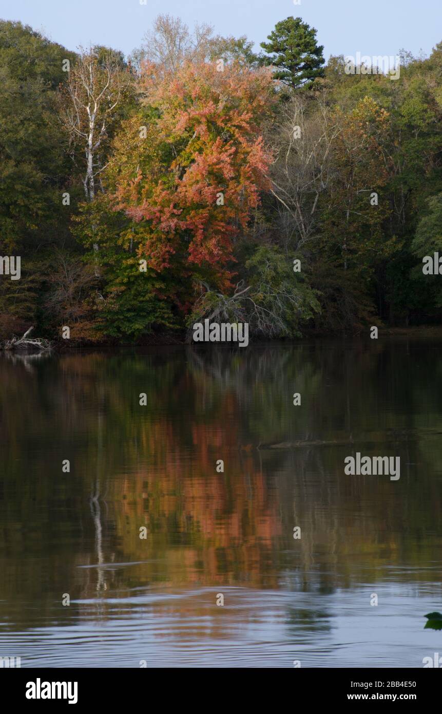 Color de otoño a lo largo del río en Landsford Canal State Park, Carolina del Sur Foto de stock
