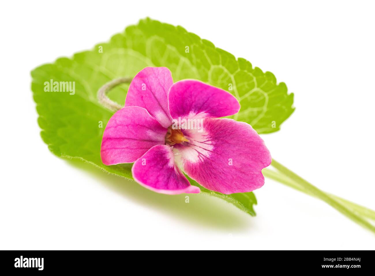 Viola odorata flores rojas de Encanto aisladas sobre blanco Foto de stock