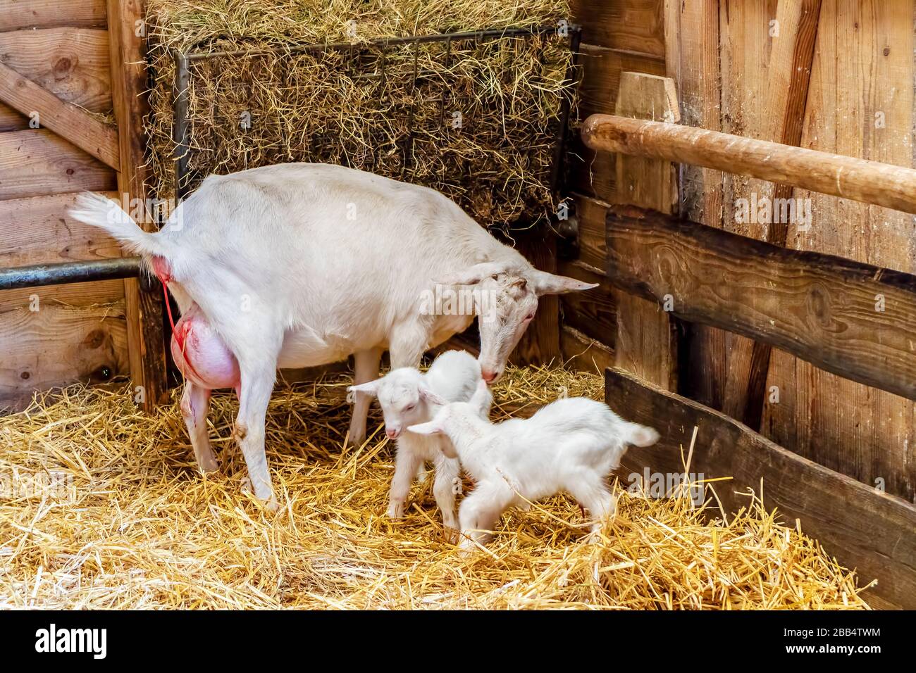 Cabra madre justo después del trabajo de parto junto con dos cabras recién  nacidos en un granero de granja Fotografía de stock - Alamy
