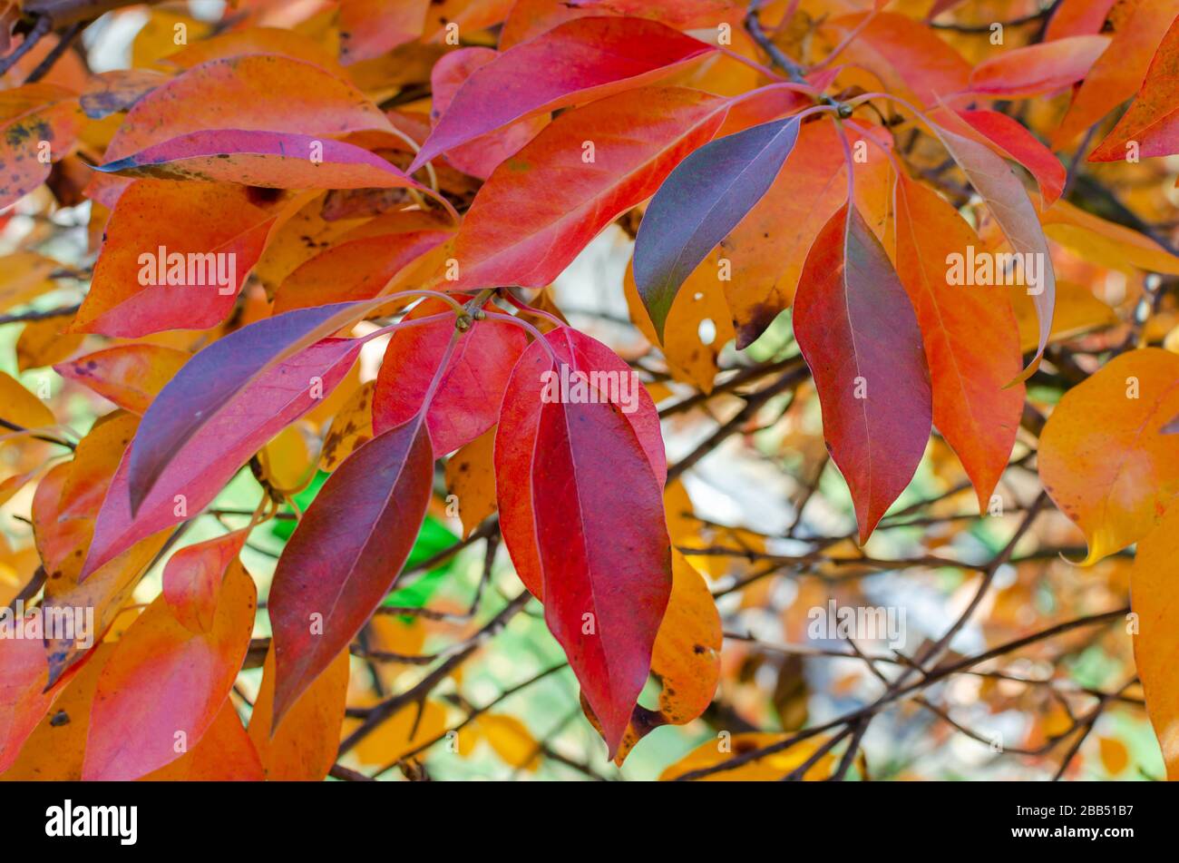 Hojas otoñales de color rojo y naranja brillante de un Tupelo o árbol de Gum Negro (Nyssa sylvatica) en una botánica en Polonia. Foto de stock