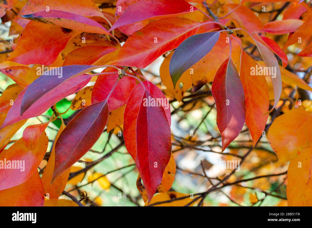 Hojas otoñales de color rojo y naranja brillante de un Tupelo o árbol de Gum Negro (Nyssa sylvatica) en una botánica en Polonia. Foto de stock
