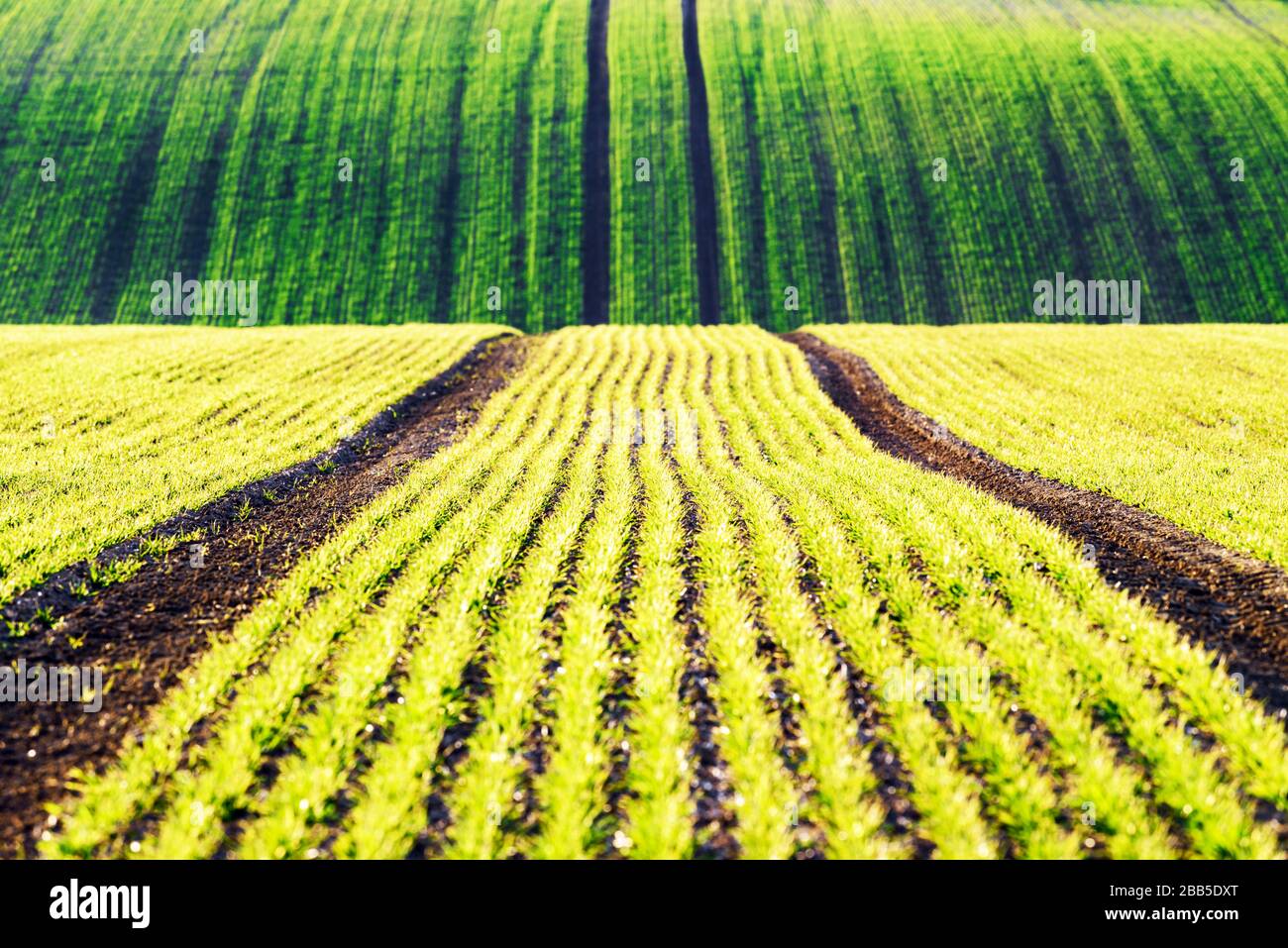 Hileras de trigo verde y olas de los campos agrícolas de Moravia del Sur, República Checa. Se puede utilizar como fondo natural o textura Foto de stock