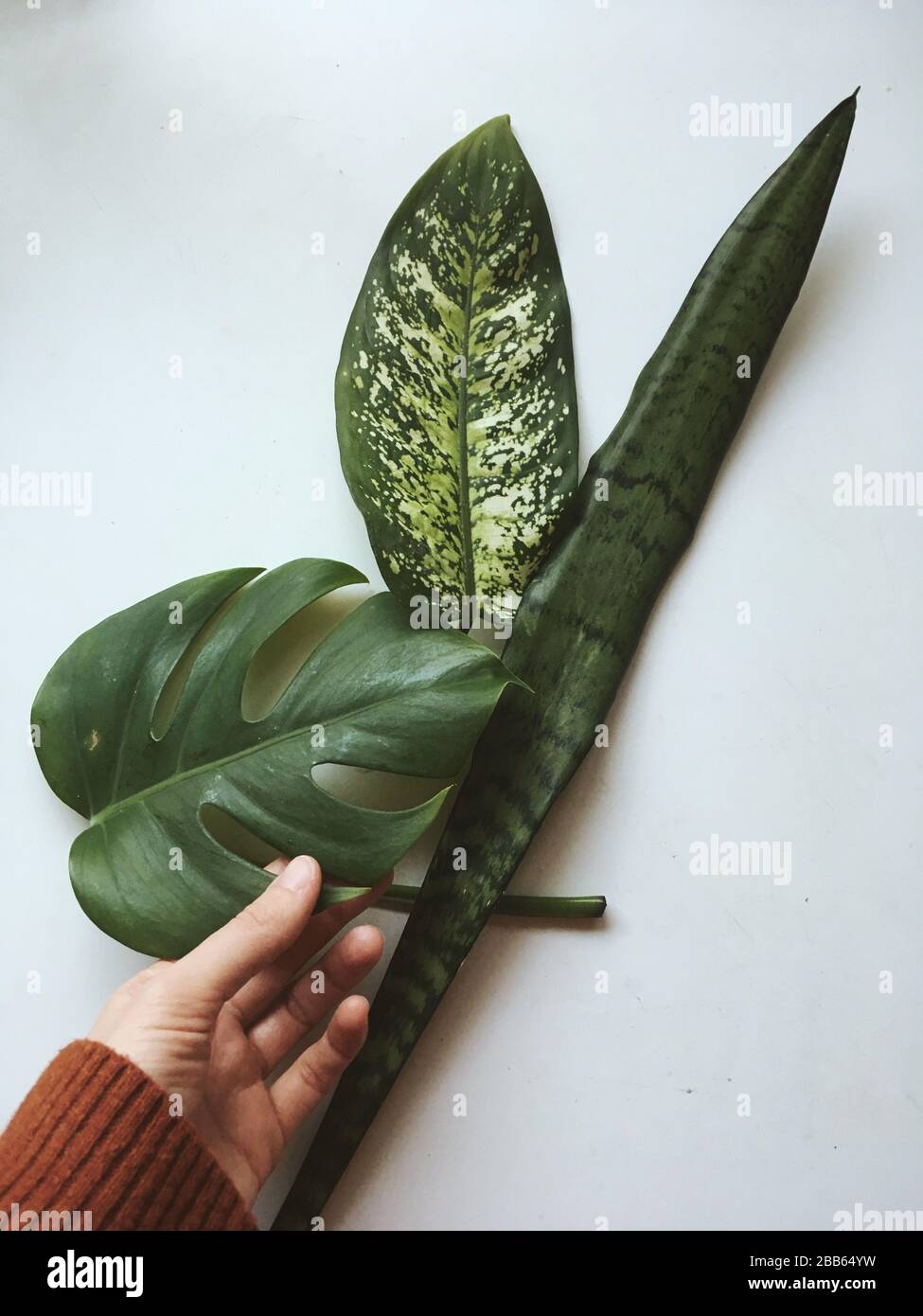 La mano de la mujer toca, Sansevieria, Monstera y hojas de Splash Dieffenbachia Foto de stock