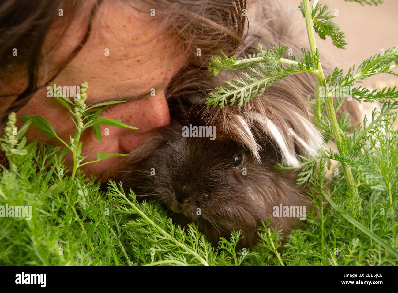 Hombre besando a un cerdo de quinea Foto de stock